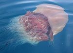 交流できるか? エチゼンクラゲ 島根県ホームページより